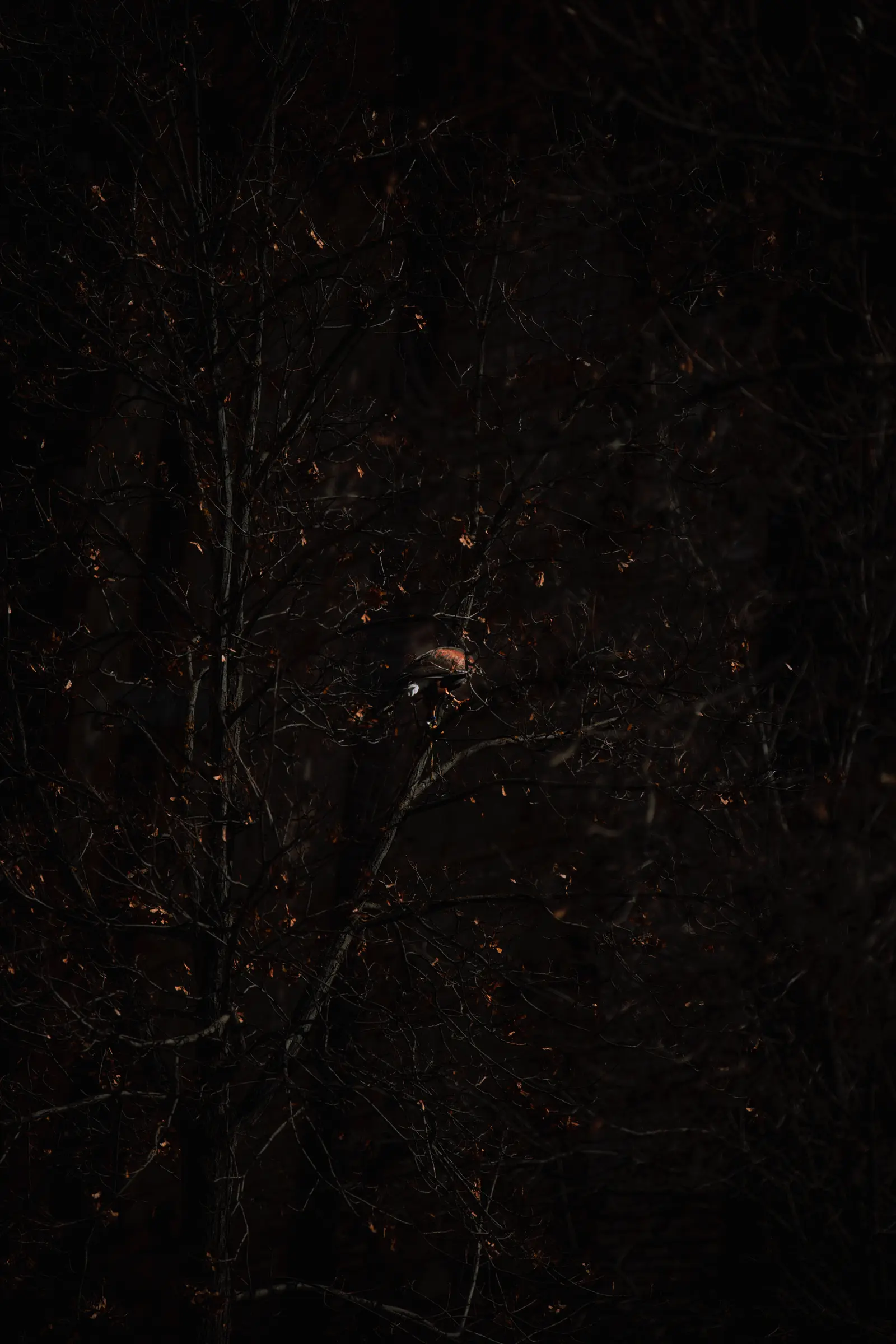 Teruel_Medievales-41