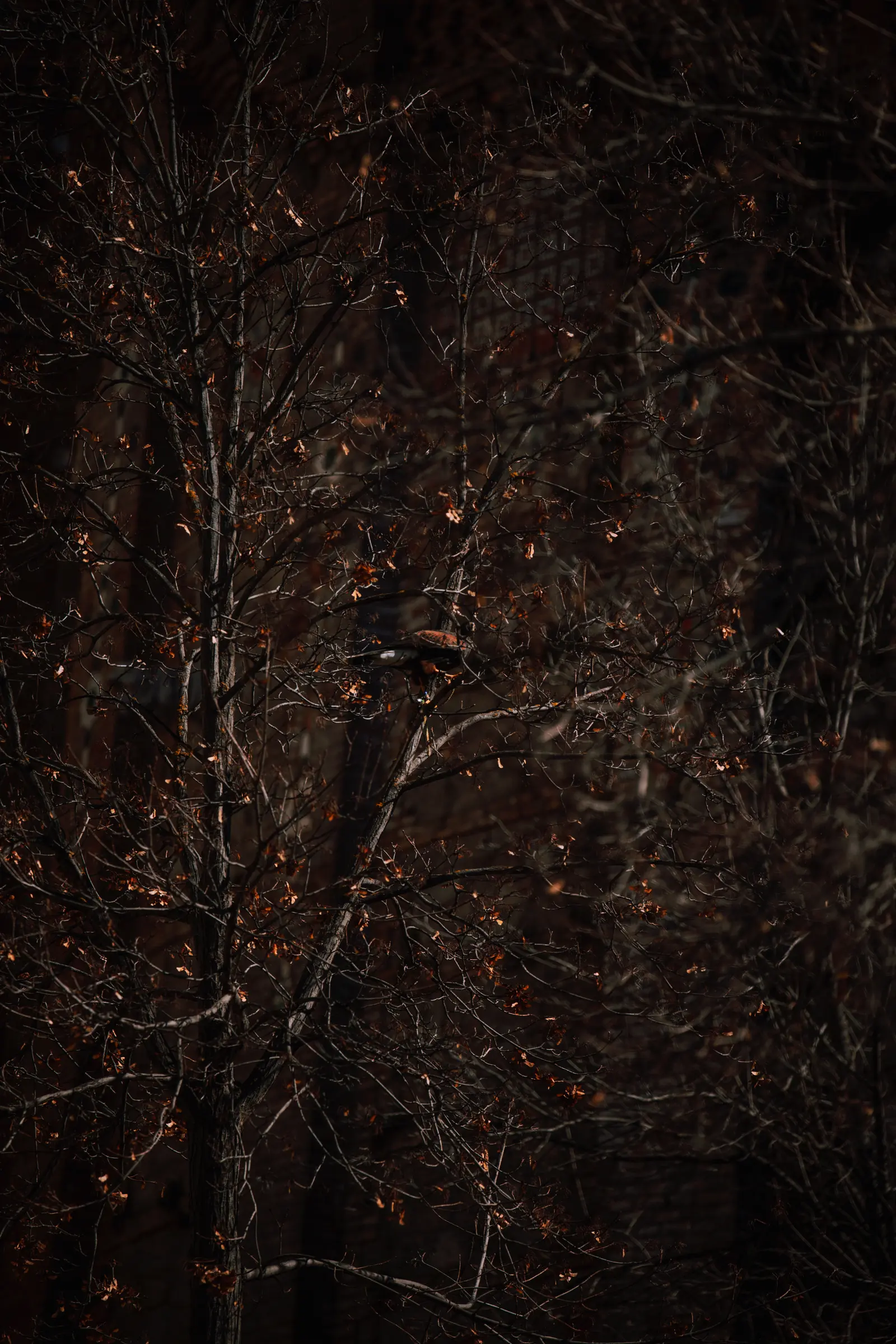 Teruel_Medievales-42