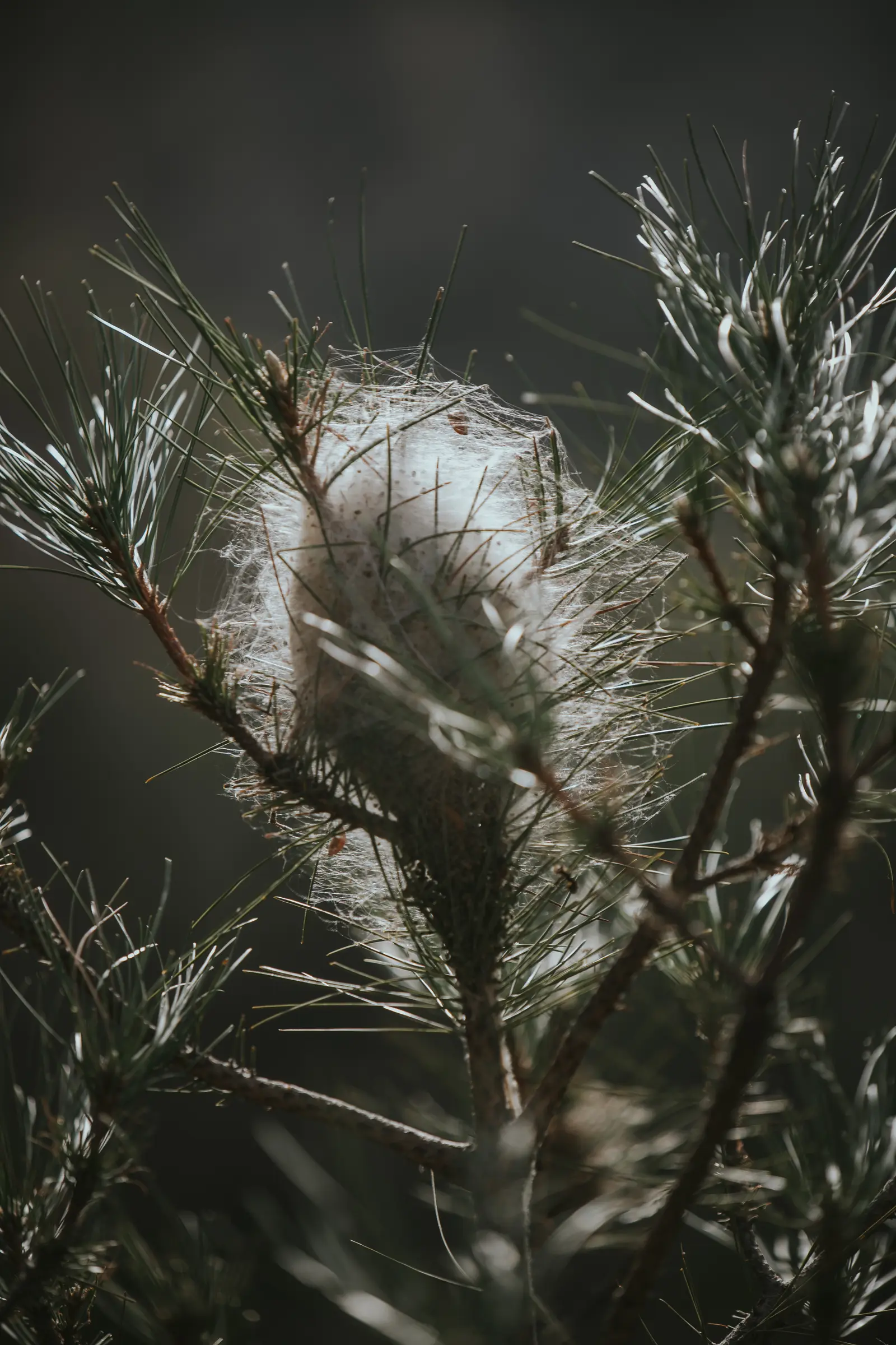 Ruta_Montoro_de_Mezquita-80